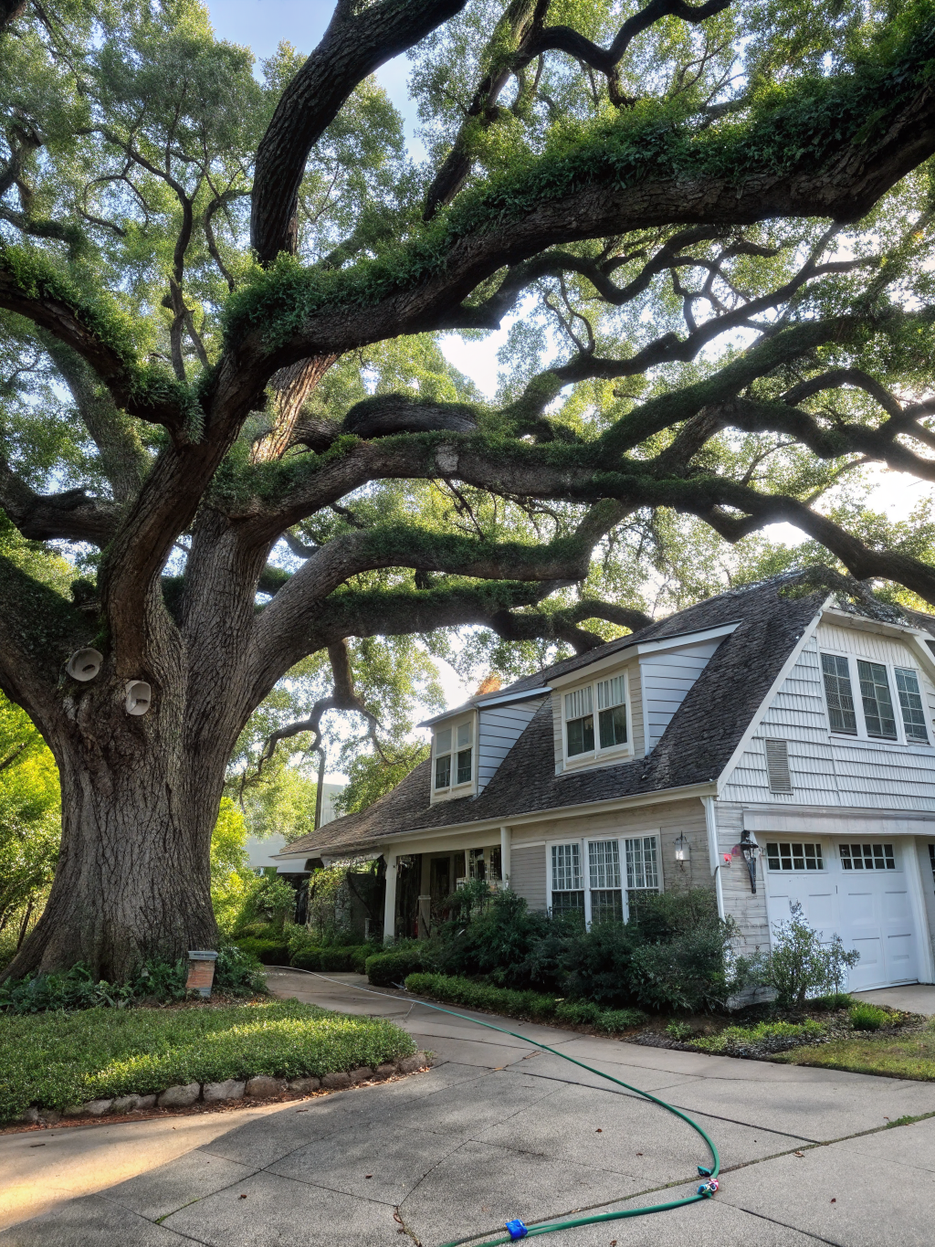 Tree canopy lighting in Forrest Hills